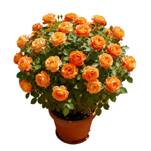 云南玫瑰花苗盆栽带花苞大花月季四季多年生玫瑰果汁阳台花园植物