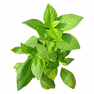 荆芥种子河南大叶荆芥菜种籽四季小青菜种籽农家田园盆栽蔬菜种子