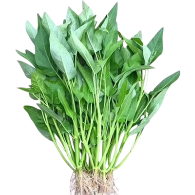 半青白空心菜种子春夏秋阳台盆栽