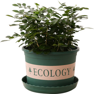 加仑盆加厚塑料花盆阳台家用绿萝种植小号种花二代月季兰花大网红