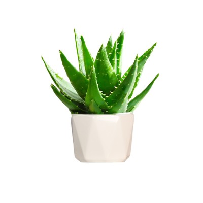 芦荟盆栽植物不夜城多肉花卉绿植
