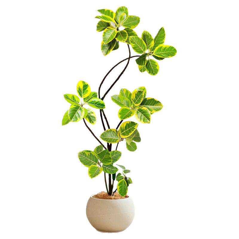 花叶黄金榕客厅大型绿植盆栽