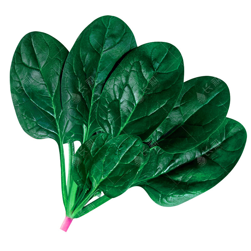 进口半源东风菠菜种子丹麦菠菜种籽春秋四季东风3号纵贯线蔬菜孑