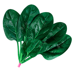 进口半源东风菠菜种子丹麦菠菜种籽春秋四季东风3号纵贯线蔬菜孑