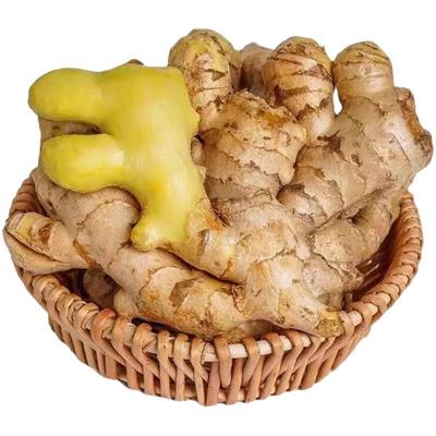 热宝/Bc云南小黄姜现挖当季老姜