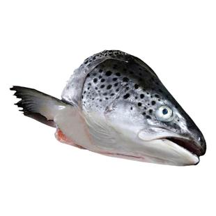 三文鱼碎肉鱼鳍鱼尾鱼腩条新鲜边角料三文鱼头鲜切挪威大西洋鲑鱼