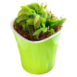 超大捕蝇草盆栽猪笼草食虫食人花卉水培植物茅膏菜驱蚊绿植捕虫草