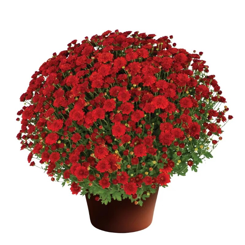 海蒂的花园球菊菊花盆栽拂晓苹果花菊花苗耐热带花苞阳台花园植物