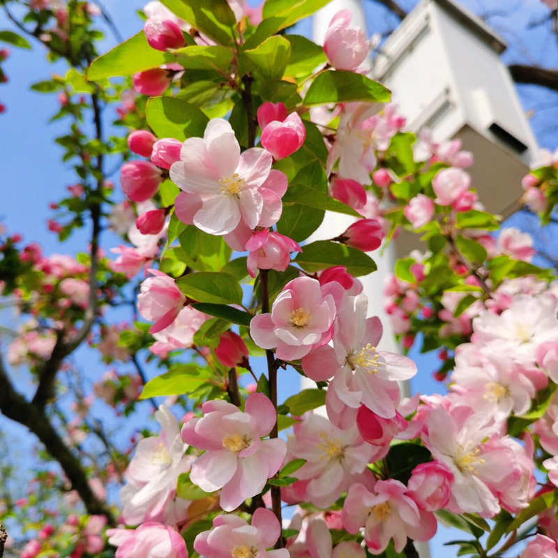 绚丽四季海棠花树苗盆栽西府海棠花庭院阳台耐寒花卉植物垂丝海棠