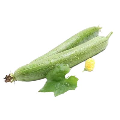 高产长丝瓜苗子秧苗孑子菜苗幼苗蔬菜白四季苗秧盆栽带土老品种秧