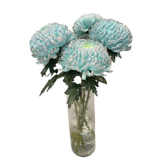 牡丹菊菊花鲜花云南直发鲜切花室内水培家用插花花期长好养的真花