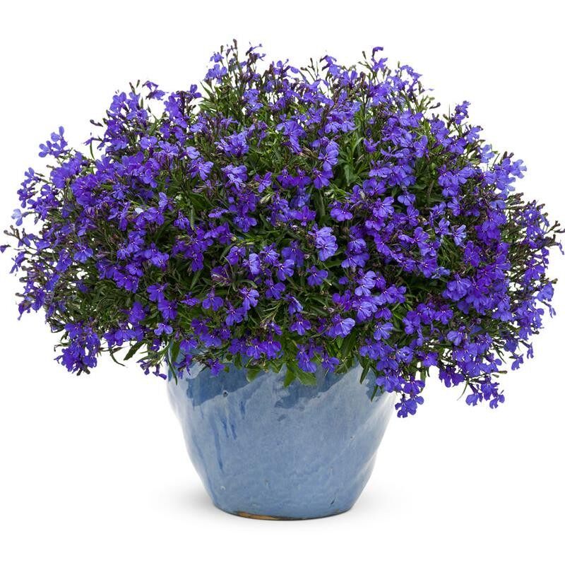 宿根庭院植物四季开花柳叶马鞭草
