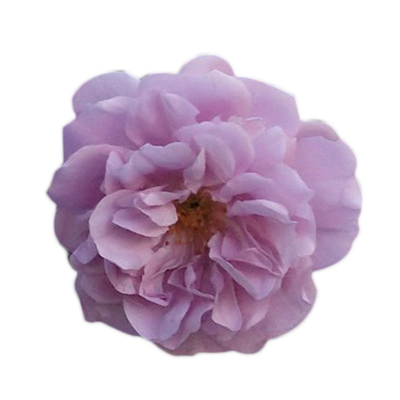 蓝色阴雨藤本月季花苗拱门花墙爬藤多季开花勤花紫色阳台庭院地栽