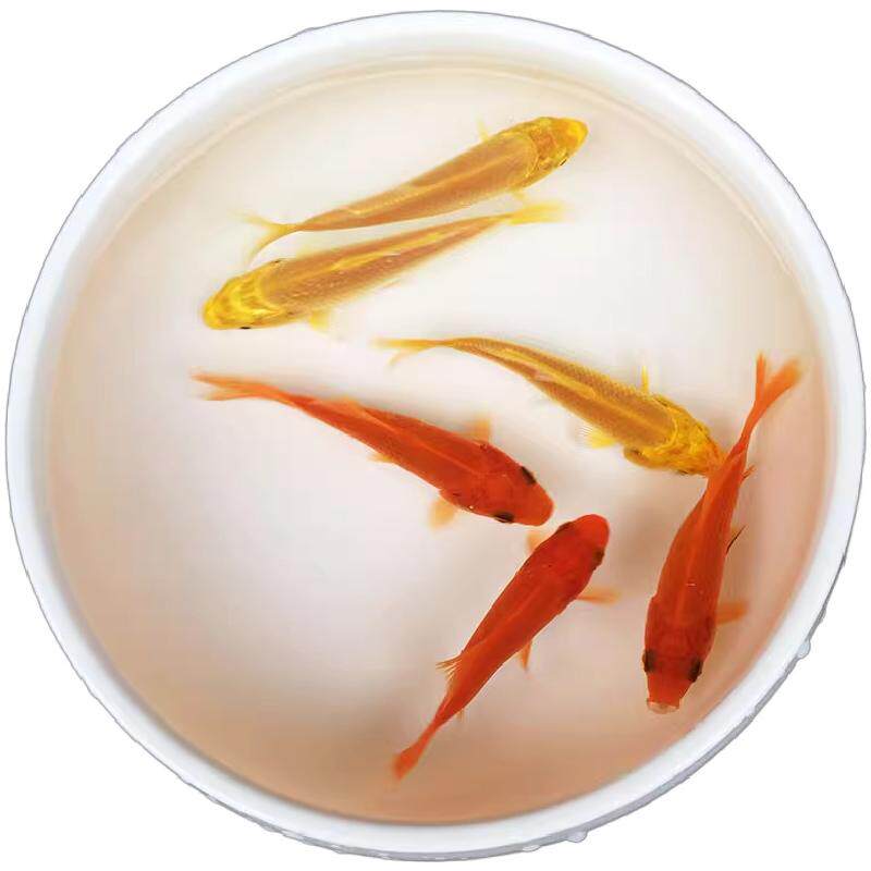 草金鱼饲料鱼小红鱼锦鲫鱼红草鱼好养耐活小金鱼冷水观赏鱼活体鱼