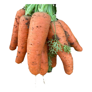 三红胡萝卜种子阳台四季种植老品种水果萝卜种籽蔬菜种孑大全耐热