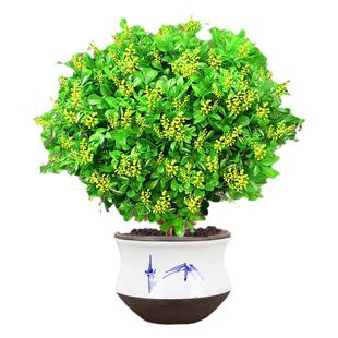 米兰花卉盆栽室内四季种植懒人易养活驱蚊提神净化空气绿植物花卉