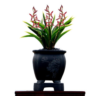 翁源兰花喜花里墨兰金边矮种达摩冠爪建兰禅月达摩带花开浓香好养