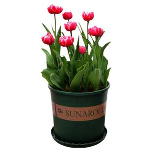 利尤郁金香5度球5颗种球土培套装 进口球花卉四季耐寒种子风信子