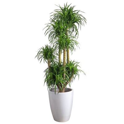 龙血树大型老桩植物盆栽送货到家