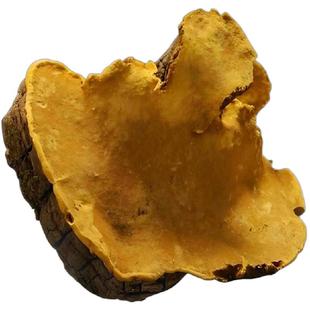 长白山野生桑树桑黄正宗桑树桑黄500克非西藏桑黄灵芝