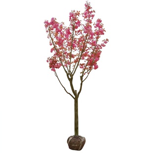日本樱花树苗南北方室外庭院种植绿化工程大型风景树花卉盆栽植物