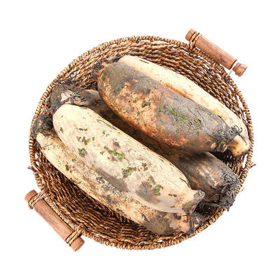 正宗洪湖粉藕莲藕中段煲汤藕新鲜糯米藕炖汤九孔藕湖北红莲藕