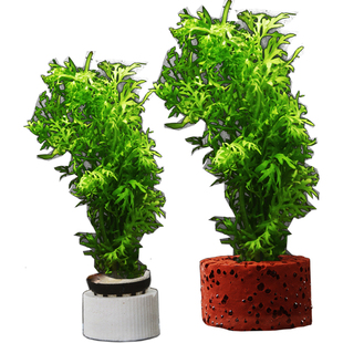 水芹水草鱼缸造景雷龙水草后景阴性草鱼缸装饰造景懒人好养耐活