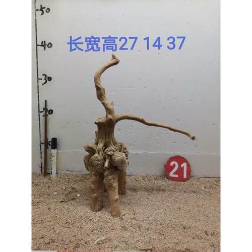 杜鹃根树桩栖根草缸造景沉木水陆缸雨林缸南美缸一木成景爬宠缸架