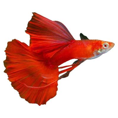 美国全红孔雀鱼热带鱼小型纯种