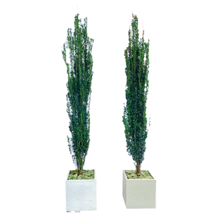 直立冬青树苗日本小叶冬青篱笆围墙耐寒植物四季常园高档花镜植物