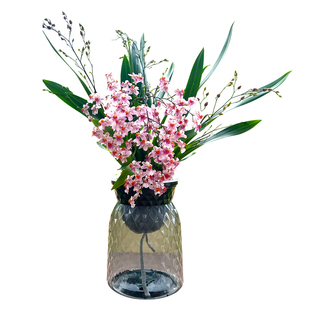 带18支花苞出售 香水文心兰梦香水培植物室内花卉绿植盆栽兰花苗