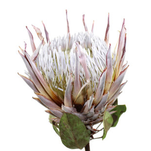 帝王南非公主干花 天然 进口花材 酒店会所店铺家居桌面装饰