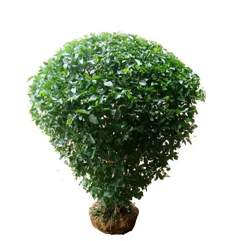 小叶女贞树苗庭院围墙篱笆植物四季常青女贞苗金叶女贞耐寒绿化苗
