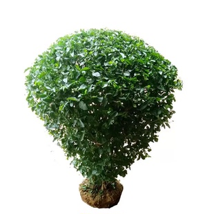 小叶女贞树苗庭院围墙篱笆植物四季常青女贞苗金叶女贞耐寒绿化苗