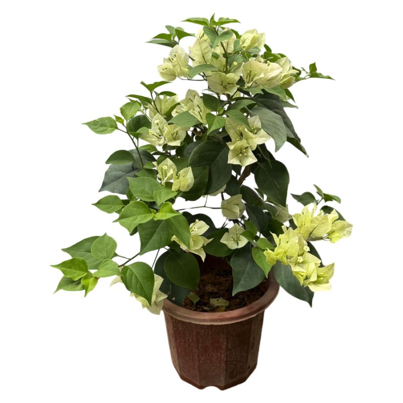 【实拍发货】绿樱三角梅花卉精品绿植盆栽阳台新鲜好养老桩樱花色
