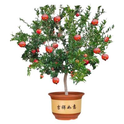石榴树树苗突尼斯软籽石榴苗盆栽庭院果树特大无籽石榴树当年结果