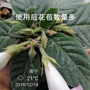 骨粉花肥料家庭园艺植物磷钾肥促开花月季 朱顶红三角梅发酵有机肥