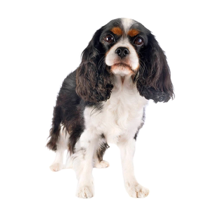 查理王犬狗品相鉴定师宠物品种鉴别狗查理王小猎犬鉴定品相估价值