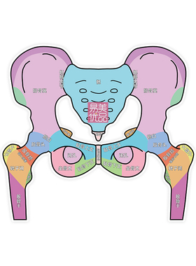 骨盆手持卡产康店专用科普教具产后康复医患沟通课时教学展示工具
