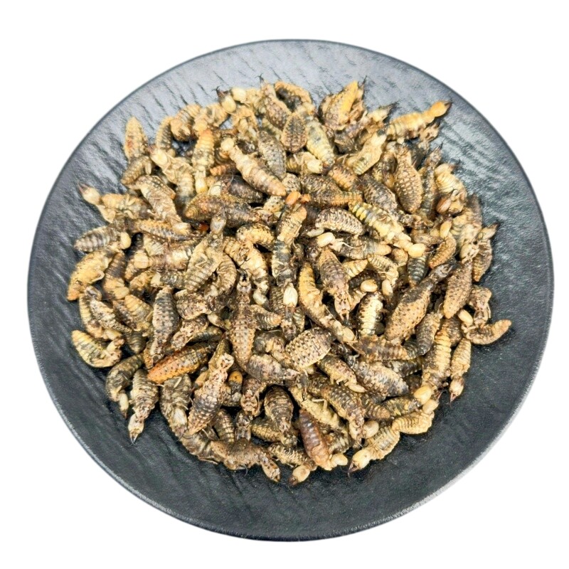 金沙牛水洗无沙广西野生正品蚁狮倒退虫中药材金砂牛地牯牛沙牛虫
