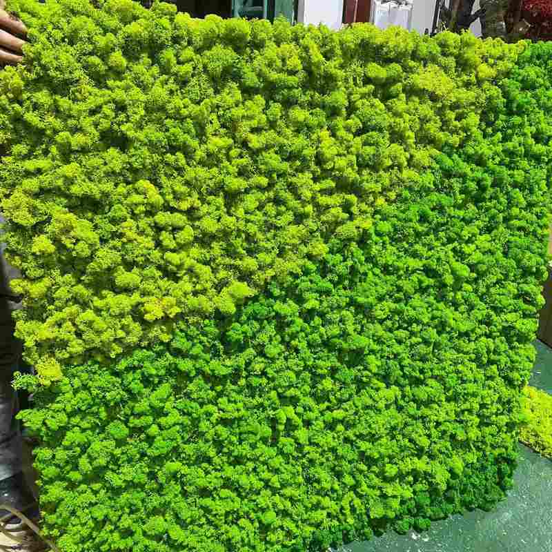 仿真植物永生苔藓植物墙大厅墙面景观真仿真植物造景装饰苔藓室内