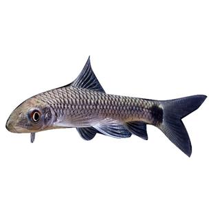 小猴飞狐黑线飞狐活体热带观赏淡水除藻工具垃圾除鱼黑毛丝毛藻