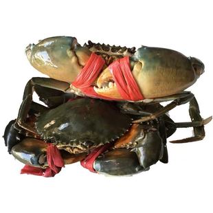 东山岛野生青蟹海鲜水产鲜活特大红膏蟹 猷蠓螃蟹红膏鲟蟹全母3只