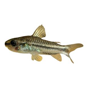 精灵鼠鱼月光鼠鱼吃涡虫可与虾混养除藻鱼小精灵迷你鼠鱼除涡虫