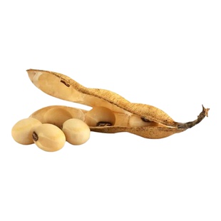 中黄13荷豆12高产大豆绿心黑豆种子红豆种子绿豆种子毛豆种大田种