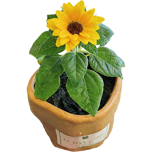 向日葵种孑观赏小矮杆鲜花的种子玩具熊大高杆阳台可食用四季种籽