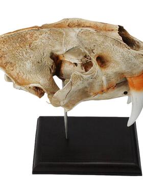 高仿真美洲剑齿虎骨骼鬼屋模型