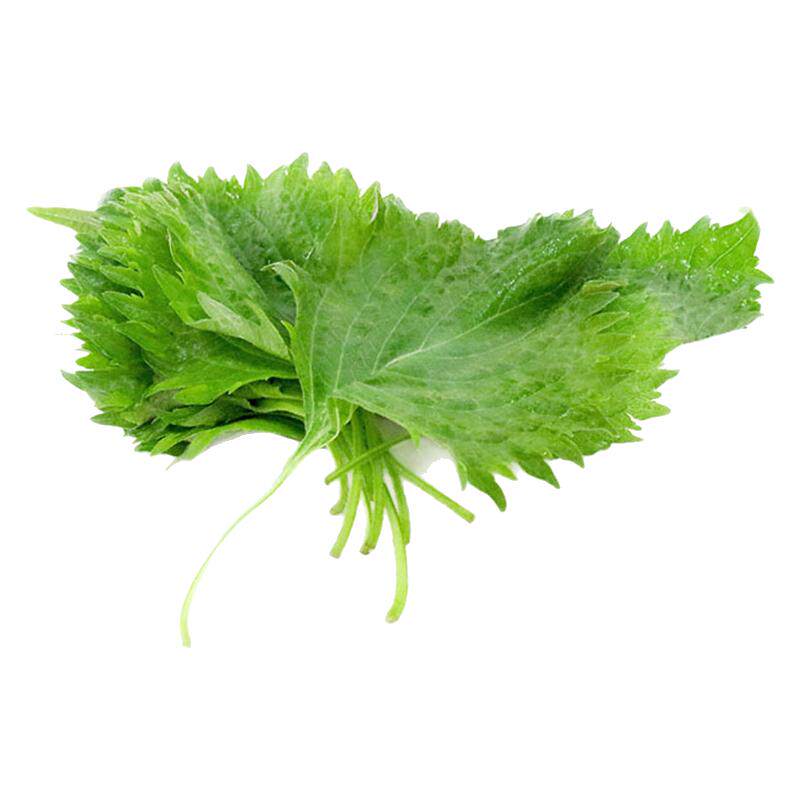 新鲜大叶苏子叶紫苏叶日式