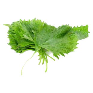 【老一生鲜】新鲜大叶绿紫苏叶苏子叶1盒约40片日式紫苏叶