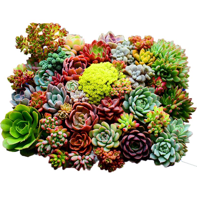 多肉植物组合室内盆栽